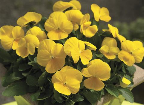 Photo de variété de fleurs à utiliser comme: Plante à massif/ plante de bordure Viola cornuta Penny Clear Yellow