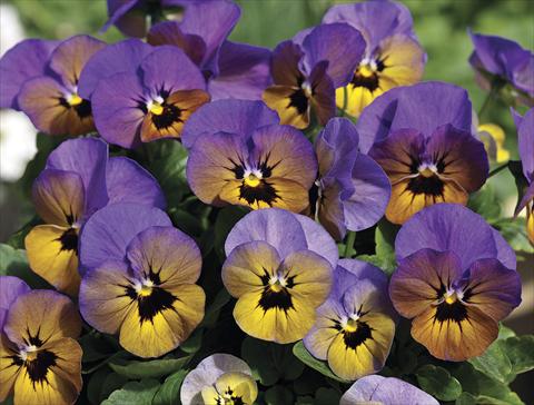 Photo de variété de fleurs à utiliser comme: Plante à massif/ plante de bordure Viola cornuta Penny Marlies