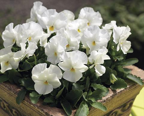 Photo de variété de fleurs à utiliser comme: Plante à massif/ plante de bordure Viola cornuta Penny White