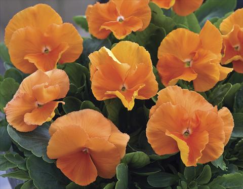 Photo de variété de fleurs à utiliser comme: Plante à massif/ plante de bordure Viola wittrockiana Karma Deep Orange