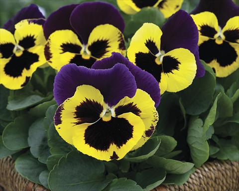 Photo de variété de fleurs à utiliser comme: Plante à massif/ plante de bordure Viola wittrockiana Karma Purple Wing