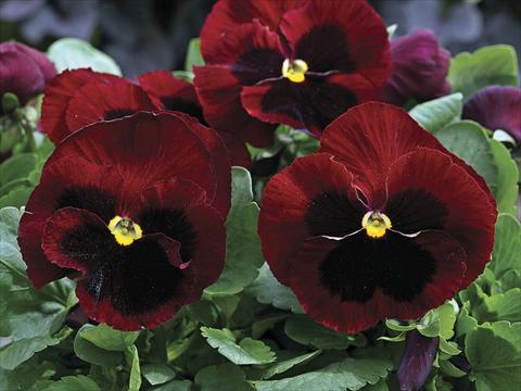 Photo de variété de fleurs à utiliser comme: Plante à massif/ plante de bordure Viola wittrockiana Mammoth Big Red
