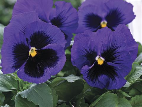 Photo de variété de fleurs à utiliser comme: Plante à massif/ plante de bordure Viola wittrockiana Mammoth Blue-Ti-Full