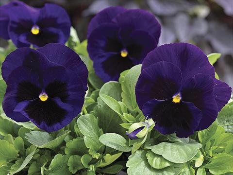 Photo de variété de fleurs à utiliser comme: Plante à massif/ plante de bordure Viola wittrockiana Mammoth Deep Blue Dazzle