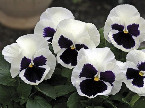 Photo de variété de fleurs à utiliser comme: Plante à massif/ plante de bordure Viola wittrockiana Mammoth Glamarama White