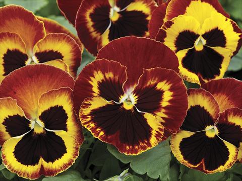 Photo de variété de fleurs à utiliser comme: Plante à massif/ plante de bordure Viola wittrockiana Mammoth On Fire