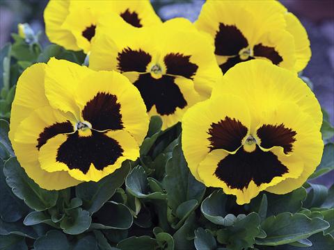 Photo de variété de fleurs à utiliser comme: Plante à massif/ plante de bordure Viola wittrockiana Mammoth Queen Yellow Bee