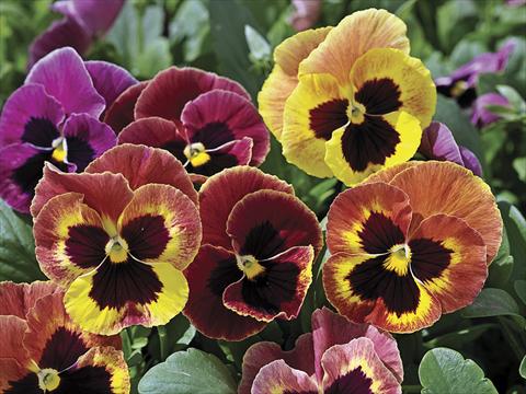 Photo de variété de fleurs à utiliser comme: Plante à massif/ plante de bordure Viola wittrockiana Mammoth Sangria Punch