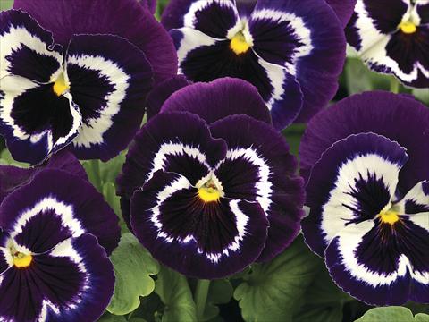 Photo de variété de fleurs à utiliser comme: Plante à massif/ plante de bordure Viola wittrockiana Mammoth Viva La Violet