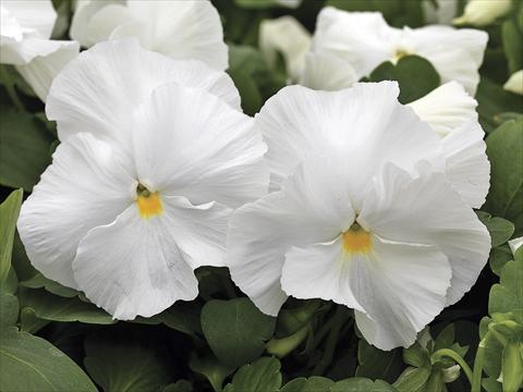 Photo de variété de fleurs à utiliser comme: Plante à massif/ plante de bordure Viola wittrockiana Mammoth White Hot