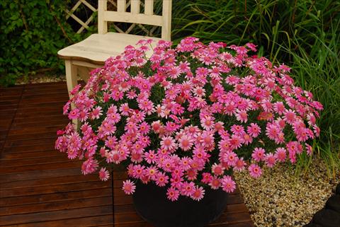 Photo de variété de fleurs à utiliser comme: Pot et Plante à massif Argyranthemum frutescens Rosalie Pink