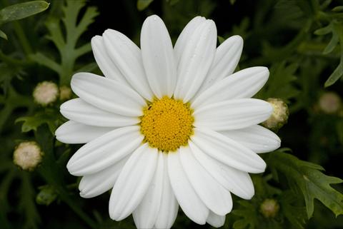 Photo de variété de fleurs à utiliser comme: Plante à massif/ plante de bordure Argyranthemum frutescens White Butterfly
