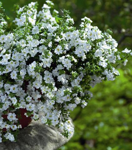 Photo de variété de fleurs à utiliser comme: Plante à massif, pot ou Suspension Bacopa (Sutera cordata) Copa Double White