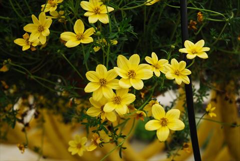 Photo de variété de fleurs à utiliser comme: Pot, Plante à massif, patio, Suspension Bidens ferulifolia Summerlovers Top Sun
