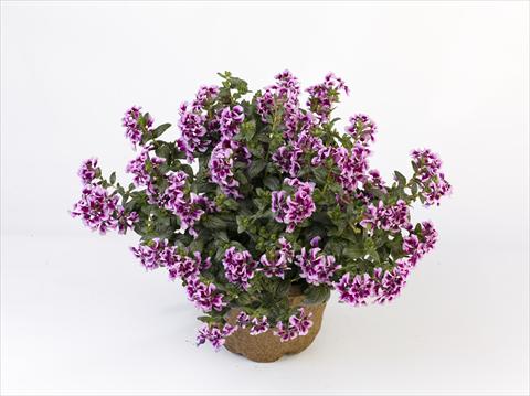 Photo de variété de fleurs à utiliser comme: Pot Cuphea ilavea Vienco Lavender