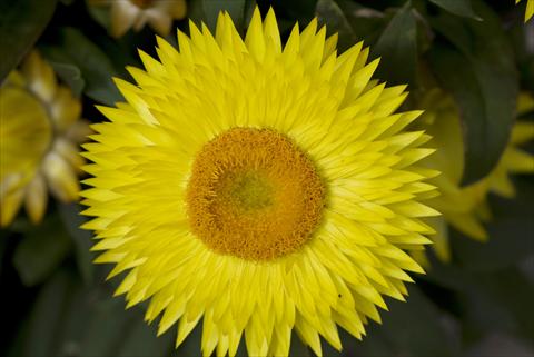 Photo de variété de fleurs à utiliser comme: Pot et Plante à massif Helichrysum (Bracteantha) Xagros Yellow Sun
