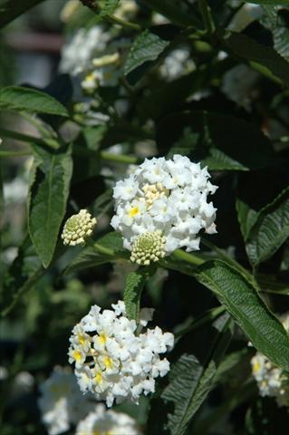 Photo de variété de fleurs à utiliser comme: Pot, Plante à massif, patio Lantana camara Schneewittchen
