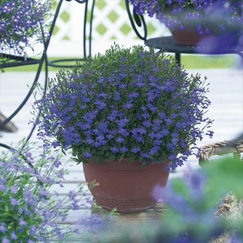 Photo de variété de fleurs à utiliser comme: Pot, Plante à massif, patio, Suspension Lobelia richardii Dark Blue Angel