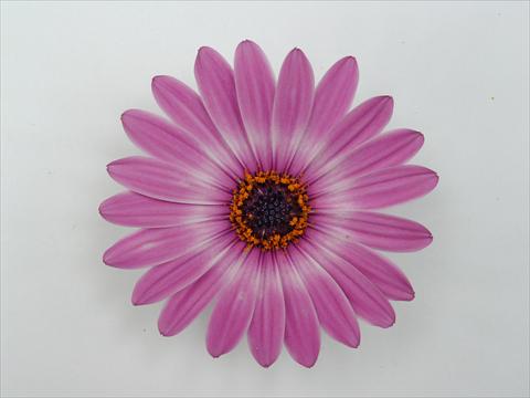 Photo de variété de fleurs à utiliser comme: Pot et Plante à massif Osteospermum Impassion Grande Pink Blush