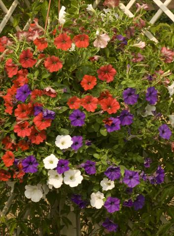 Photo de variété de fleurs à utiliser comme: Pot, Plante à massif, patio, Suspension Petunia Sunpleasure Mix