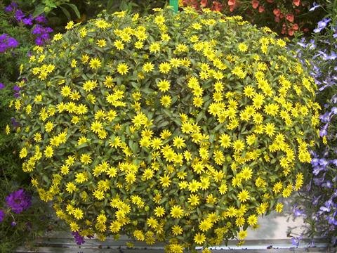 Photo de variété de fleurs à utiliser comme: Pot, Plante à massif, patio Sanvitalia Summerlovers Improved Yellow Sun