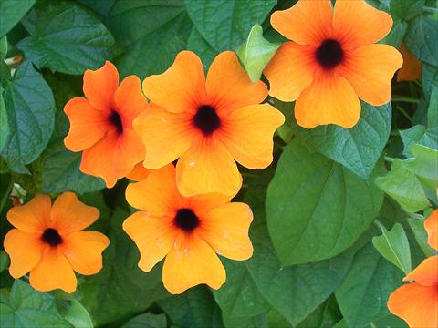 Photo de variété de fleurs à utiliser comme: Pot et Plante à massif Thumbergia Sunny Susy Rot-Orange