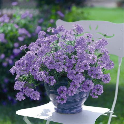 Photo de variété de fleurs à utiliser comme: Pot, patio, Suspension Verbena Summerdreams Patio Lavender