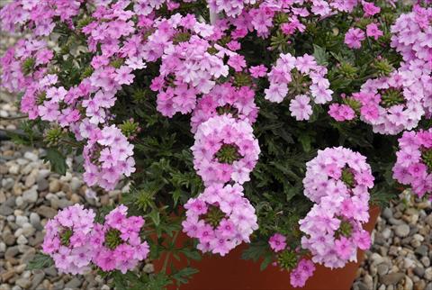 Photo de variété de fleurs à utiliser comme: Plante à massif, pot ou Suspension Verbena Velox Pink