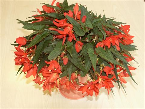 Photo de variété de fleurs à utiliser comme: Pot, Plante à massif, patio, Suspension Begonia hybrida Sparkler Scarlet