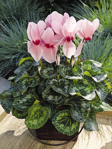 Photo de variété de fleurs à utiliser comme: Pot et Plante à massif Cyclamen persicum Sierra Synchro Light Pink with Eye