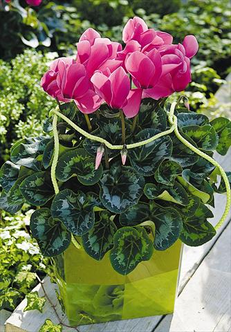 Photo de variété de fleurs à utiliser comme: Pot et Plante à massif Cyclamen persicum Sierra Synchro Rose