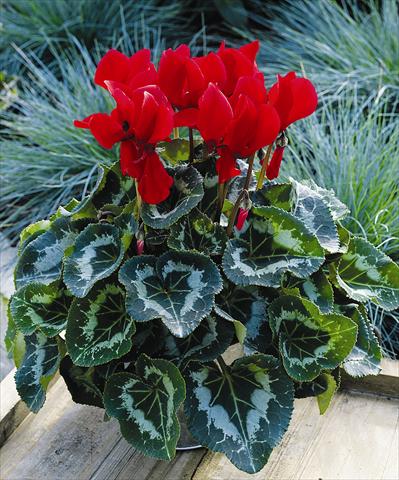 Photo de variété de fleurs à utiliser comme: Pot et Plante à massif Cyclamen persicum Sierra Synchro Scarlet