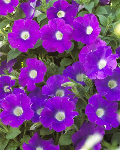 Photo de variété de fleurs à utiliser comme: Pot et Plante à massif Petunia pendula Surfinia® Table Amethyst with eye