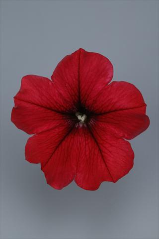 Photo de variété de fleurs à utiliser comme: Pot et Plante à massif Petunia pendula Surfinia® Table Dark Red