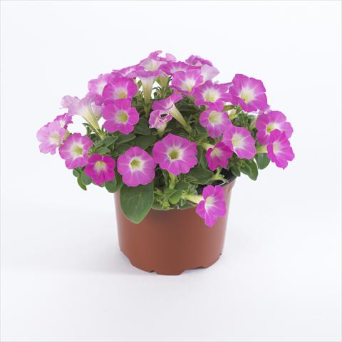 Photo de variété de fleurs à utiliser comme: Pot et Plante à massif Petunia pendula Surfinia® Table Pink Morn