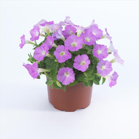 Photo de variété de fleurs à utiliser comme: Pot et Plante à massif Petunia pendula Surfinia® Table Soft Pink