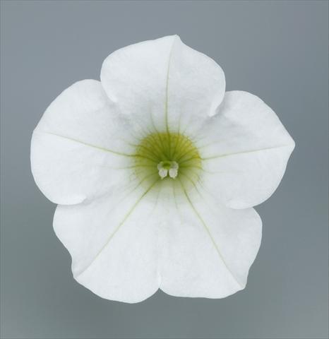 Photo de variété de fleurs à utiliser comme: Pot et Plante à massif Petunia pendula Surfinia® Table White