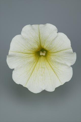 Photo de variété de fleurs à utiliser comme: Pot et Plante à massif Petunia pendula Surfinia® Table Yellow