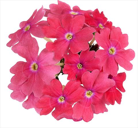 Photo de variété de fleurs à utiliser comme: Pot, Plante à massif, patio, Suspension Verbena Benella Pink