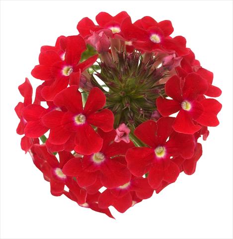 Photo de variété de fleurs à utiliser comme: Pot, Plante à massif, patio, Suspension Verbena Benella Red