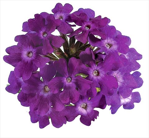 Photo de variété de fleurs à utiliser comme: Pot, Plante à massif, patio, Suspension Verbena Benella Violet