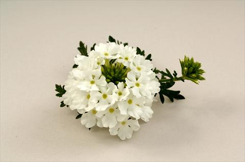 Photo de variété de fleurs à utiliser comme: Pot, Plante à massif, patio, Suspension Verbena Benella White