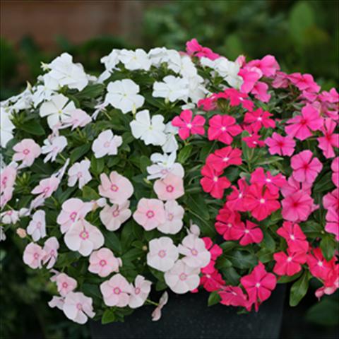 Photo de variété de fleurs à utiliser comme: Pot, Plante à massif, patio, Suspension Catharanthus roseus - Vinca Boa F1 Mix