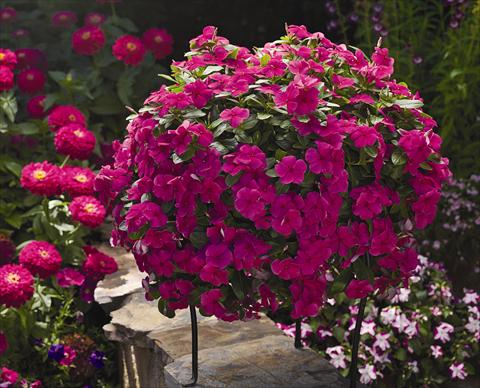 Photo de variété de fleurs à utiliser comme: Pot, Plante à massif, patio, Suspension Catharanthus roseus - Vinca Cora Cascade Magenta