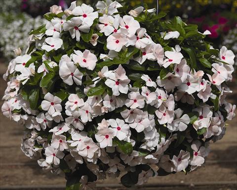 Photo de variété de fleurs à utiliser comme: Pot, Plante à massif, patio, Suspension Catharanthus roseus - Vinca Cora Cascade Peach Blush
