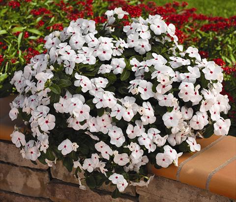 Photo de variété de fleurs à utiliser comme: Pot, Plante à massif, patio, Suspension Catharanthus roseus - Vinca Cora Cascade White Polka Dot