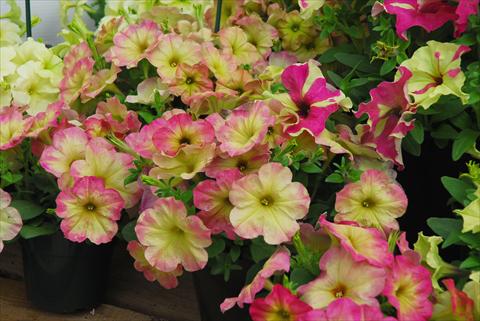 Photo de variété de fleurs à utiliser comme: Pot, Plante à massif, patio, Suspension Petunia Sophistica Lime bicolor