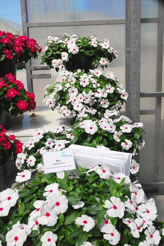 Photo de variété de fleurs à utiliser comme: Pot, patio, Suspension Catharanthus roseus - Vinca Boa Peppermint