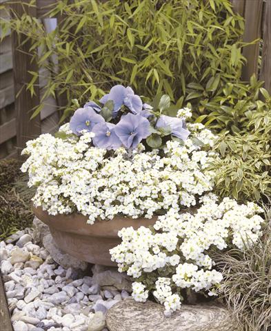 Photo de variété de fleurs à utiliser comme: Pot et Plante à massif Arabis caucasica Snowfix
