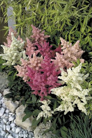 Photo de variété de fleurs à utiliser comme: Pot et Plante à massif Astilbe arendsii Astary® Mix